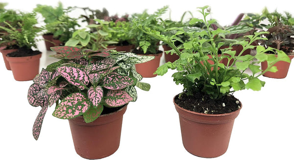 Optiflora Mini Terrarium Plants (2 Plants) Fairy Garden Plants (Assorted Varieties) (2" Pots)