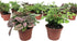 Optiflora Mini Terrarium Plants (2 Plants) Fairy Garden Plants (Assorted Varieties) (2" Pots)
