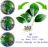 Fish Leaf Pad Fish Tank Accessories, 3 pcs Adjustable Plastic Plants for Betta Natural Habitat with Suction Cup