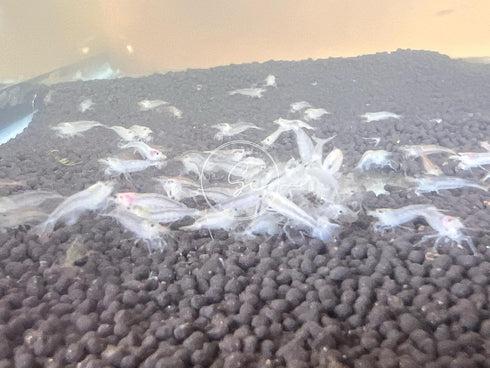 Swimming (10, Creatures Premium Neocaridina Shrimp Freshwater Aquarium Shrimp Premium Snowball)