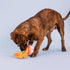 Fringe Studio Plush Dog Toy Set with Treat Pockets, Nothin’ But Noodles, 2 Piece Pet Shop Collection