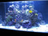 Kolar Labs Premium Capture Resin Filtration Media, for Saltwater & Freshwater Fish, Large Bag