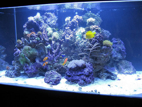 Kolar Labs DI Color Changing Deionization Resin for Fish Tanks, Ponds & Aquariums, Reef Aquarium Grade (567 Gram)