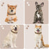 Leather Dog Collar for Medium Dogs, Soft Padded with Heavy Duty Gold Buckle, Durable & Comfortable for Daily Walking