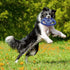 SuperChewy Tough Tug-of-War Flying Disc Toy - Lifetime Replacement, Strong Natural Rubber, Great Tug Disc Fetch Toy for