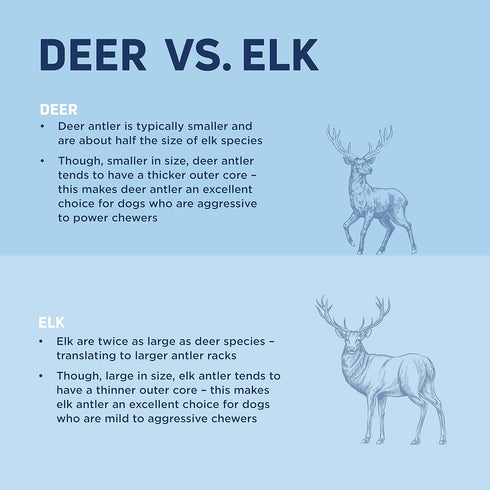 Barkworthies Medium Whole Elk Antler - 1 Count, Naturally Shed, Long-Lasting, Odor-Free