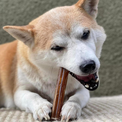 Pupford Thick Bully Sticks for Dogs & Puppies, Smoked, Natural, Long-Lasting, 6", 10 Count
