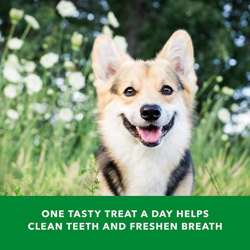 Wag Dental Dog Treats, Amazon Brand, Tiny, Unflavored, 2.25 pounds, 130 Count, Pack of 1 for Clean Teeth & Fresh Breath