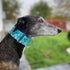 Martingale Dog Collar and Leash Set for Greyhound, Saluki, Whippet, 2" Wide, L 14”-18”