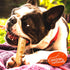 Canine Naturals Chicken Recipe Chew - Rawhide Free Dog Treats, All-Natural and Easily Digestible (Medium, 2 Count)