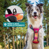 Embark Urban Dog Harness - No-Pull Reflective Trim for Small, Medium & Large Dogs, Heavy Duty Oxford, 2 Leash Clips &
