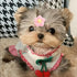 PET SHOW 10Pairs Flower Dog Hair Bows, Grooming Accessories for Small Medium Dogs, Yorkie Boy Girl with Rubber Band