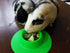 Tip-Proof Ergonomic Pet Bowl for Guinea Pig, 1/4-Cup Small Size, Spring Green