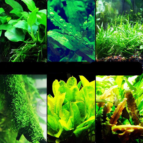 Mainam 30+ Stems Package Starter Beginner Set Live Aquarium Plants Java Moss, Micro