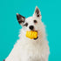 Hive Chew Toy for Small Dogs - Durable and Tough Dog Chew Toy for Puppies and Small Breeds - Floats in Water