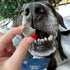 HOLI Freeze Dried Salmon Dog Treats, with Omega 3 and 6 Fish Oil, All Natural, Human Grade, Grain Free