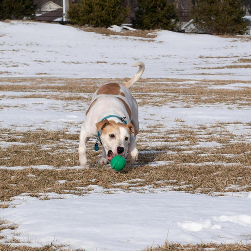 PetKORE 2.5", : FloTex Ball - Medium - Green, Dog Toy, Proprietary Rubber, Patented Open Airflow Grooves