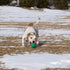 PetKORE 2.5", : FloTex Ball - Medium - Green, Dog Toy, Proprietary Rubber, Patented Open Airflow Grooves