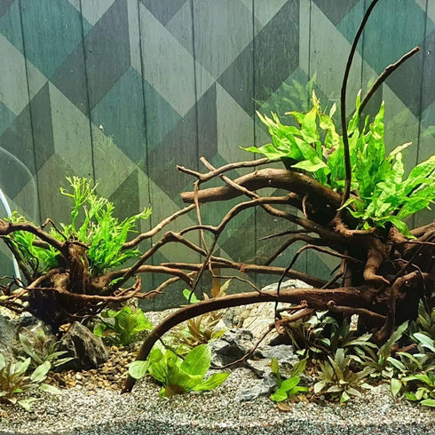 PLANTEREST BUY2GET1FREE Java Fern Windelov Microsorum Pteropus Loose US Grow Live Aquarium Plant Tropical Freshwater