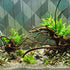 PLANTEREST BUY2GET1FREE Java Fern Windelov Microsorum Pteropus Loose US Grow Live Aquarium Plant Tropical Freshwater