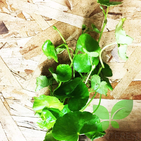 PLANTEREST BUY2GET1FREE Brazilian Pennywort Potted Hydrocotyle Leucocephala Tropical Easy Live Aquarium Plants