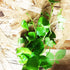 PLANTEREST BUY2GET1FREE Brazilian Pennywort Potted Hydrocotyle Leucocephala Tropical Easy Live Aquarium Plants