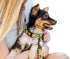 Dingo Do Not Pet Dog Collar for Puppies, Training, Working, Service, Emotional Support, Yellow, M, 15360