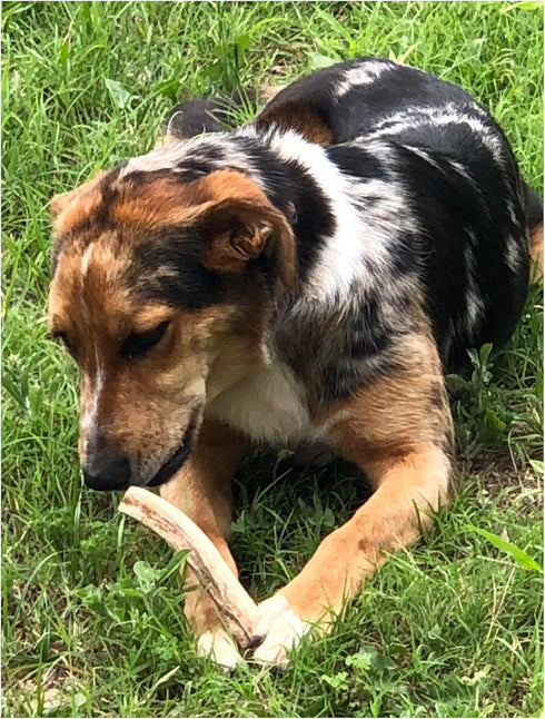 Premium Deer Antler Pieces - Dog Chews, Sold by The Pound