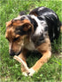 Premium Deer Antler Pieces - Dog Chews, Sold by The Pound