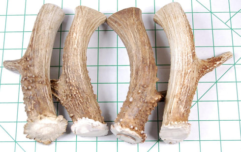 XL Deer Antler Dog Chew - Extra Large, Thick, Jumbo - 6 Inches or Longer for Large Dogs and Puppies