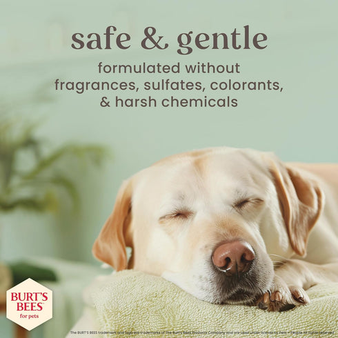 16 Oz Burts Bees for Pets Itch Shampoo with Manuka Honey and Chamomile for Dogs, Itch Relief for Dogs - Naturally