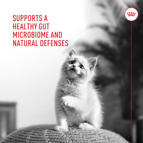Immune 30 Count Royal Canin Probiotics for Cats Digestive and Health Powder Supplement for Cats of All Ages