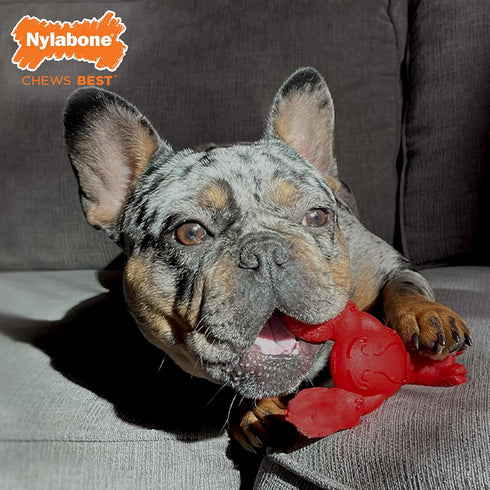 Nylabone Lobster Dog Toy Power Chew, Cute Toys for Aggressive Chewers with a Funny Twist! Filet Mignon Flavor,
