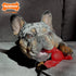Nylabone Lobster Dog Toy Power Chew, Cute Toys for Aggressive Chewers with a Funny Twist! Filet Mignon Flavor,