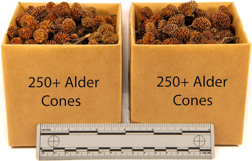 Generic 250+ Handpicked Alder Cones from Alaska - Natural Biofilm Source & Aquarium Botanical | Neocaridina Shrimp