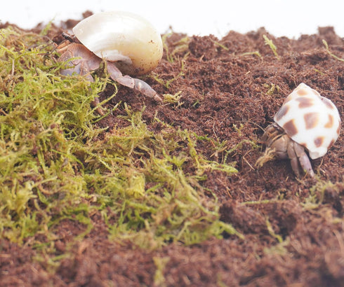 Begeterday 3PCS, 2PCS 15oz 1PCS 3.5oz Hermit Crab Accessories Include Coco Coir Brick, Moisture-Retaining Substrate