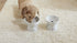 Necoichi Raised Dog Water Bowl - Elevated Non-slip Feeder for Dogs & Cats, Dishwasher Safe