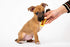 Hartz Chew 'n Clean Dental Duo Dog Treat & Chew Toy, Color Varies, Extra Small, 6 Count