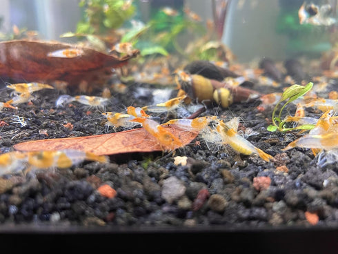(10 (+1)), Orange Rili Shrimps Live Freshwater Shrimp Aquarium Neocaridina Inverts RCS Clear,Orange,Random