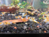 (10 (+1)), Orange Rili Shrimps Live Freshwater Shrimp Aquarium Neocaridina Inverts RCS Clear,Orange,Random