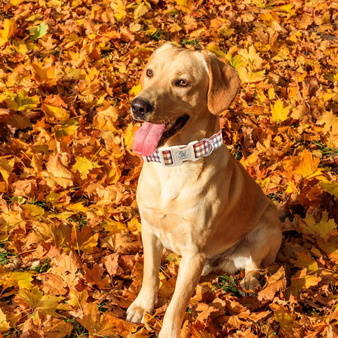 Elegant Little Tail Fall Dog Collar, Adjustable Soft Puppy Collars with Quick Release Buckle (L, Yellow Plaid)