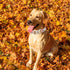 Elegant Little Tail Fall Dog Collar, Adjustable Soft Puppy Collars with Quick Release Buckle (L, Yellow Plaid)