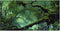 Foggy Forest Terrarium Background, 48x24 inches Polyester Background for Tropical Reptile Habitat