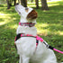 Pawtitas Lumberjack Padded Martingale Collar for Dogs, XS Blue, Soft Neoprene, Reflective Band for Visibility