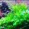 PLANTEREST Water Wisteria Hygrophila Difformis Bunch Live Aquarium Plant Decorations BUY2GET1FREE