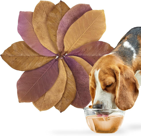Dog, Cat & Small Animal Catappa Leaves, Dried Indian Almond Leaf for Skin Moisturizer, Shinier Coat, 12 Pieces Per Pack