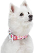 Blueberry Pet Adjustable Dog Collar Happy Llamas with Detachable Décor, Small, Neck 12"-16"