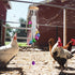 lasuroa Colorful Chicken Wind Chime Toy, Chicken Enrichment Coop Accessories Supplies Toys for Outside Wind Chimes Art