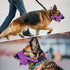 SlowTon Soft Dog Muzzle, Adjustable Padded Nylon Muzzle for Large Medium Dogs, Anti Chewing Barking Biting (Purple, S)