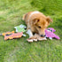 AZSSMUK Cute No Stuffing Dog Toy for Small Medium Breeds, Fun Indoor Chew and Play (4 Pack)